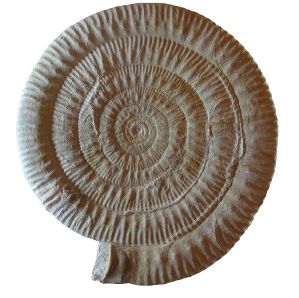 Skirroceras ammonite Giurassico medio Dorset UK