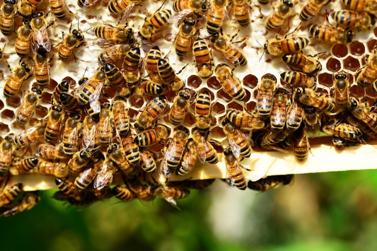 Coldiretti, la siccità taglia anche la produzione di miele marchigiano