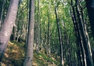 Coldiretti Marche, 2mila nuovi posti di lavoro dalla gestione dei boschi