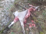 Predatori scatenati sui pascoli di Bolognola, Coldiretti lancia l'allarme