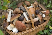Camporotondo: Corso per il Patentino raccolta dei funghi