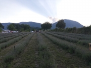 Passione Lavanda. Un angolo di Provenza a due passi da Camerino