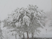 Nuovo risveglio bianco. Scuole chiuse e oltre 20 cm di neve  a Camerino.