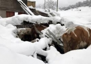 Terremoto- Crollate altre due stalle a Sarnano