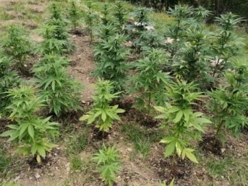 Coltiva marijuana nel giardino di casa, pensionato denunciato dai carabinieri