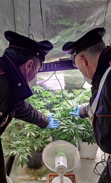 Coltiva marijuana nel proprio appartamento, scoperto e denunciato dai carabinieri